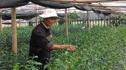 “Hồi sinh” những vườn hoa Tết xứ Huế
