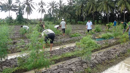 Trồng 348 cây cần sa để “nuôi gà”