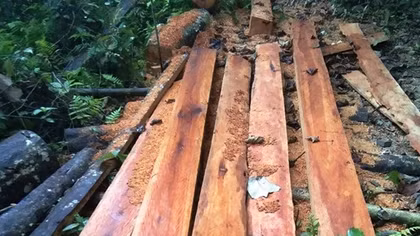 Liên tiếp phát hiện các vụ phá rừng quy mô lớn