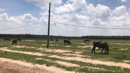 Dự án nhà ở Sài Gòn Land 2: Bán đất chăn thả gia súc?
