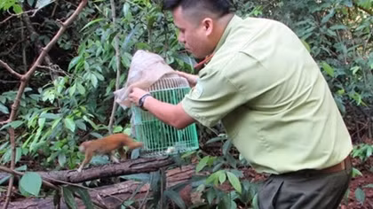 Thả động vật quý hiếm về rừng tự nhiên