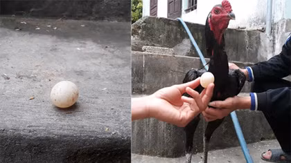 Chú gà trống chọi bất ngờ đẻ trứng!