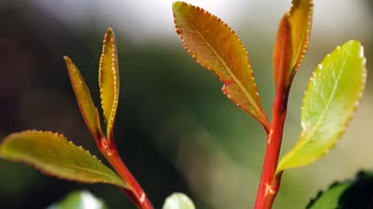 "Lá Khat" có thể tước đoạt sinh mạng của người sử dụng