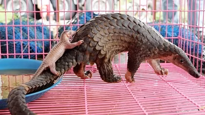 Tê tê được “giải cứu” về Trung tâm Cứu hộ Hà Nội đều chết