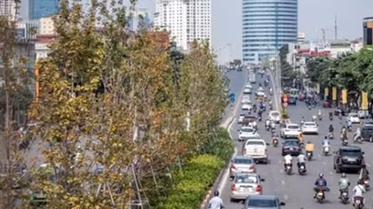 Hà Nội trồng bàng lá nhỏ thay thế cây phong trên 2 tuyến đường lớn