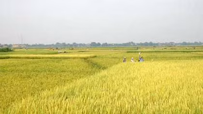 Bảo vệ nghiêm ngặt đất trồng lúa tại Long An và Thái Bình