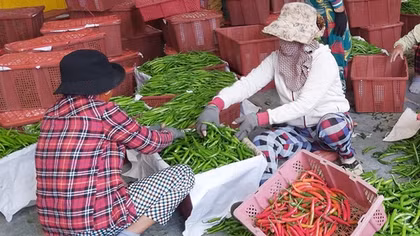 Nông dân Quảng Nam thấp thỏm vì vụ ớt rớt giá