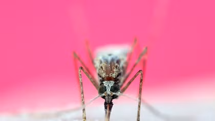 Muỗi không đốt người