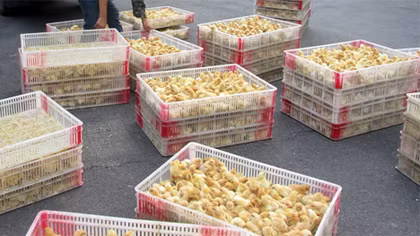Tiêu hủy gần 8.000 gà con giống nhập lậu