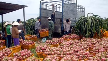 Doanh nghiệp nông nghiệp vẫn “gùi hàng đi trên cầu khỉ”