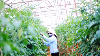 Liên kết nông sản: Chìa khóa “giải cứu nông dân”
