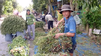 Nông nghiệp đứng “bên lề” trong thu hút FDI