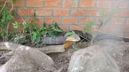 “Rắn hổ mây đại náo trần gian” 
