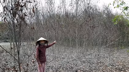 Keo chết hàng loạt, nông dân Quảng Ngãi thiệt hại hàng tỷ đồng