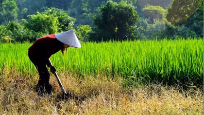 Đeo vàng đi làm rẫy bị cướp