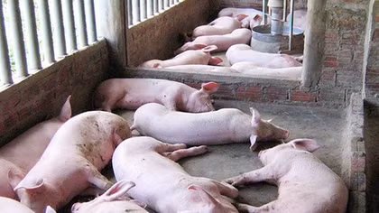 Khởi tố Chủ tịch xã khai khống lợn dịch để nhận tiền hỗ trợ
