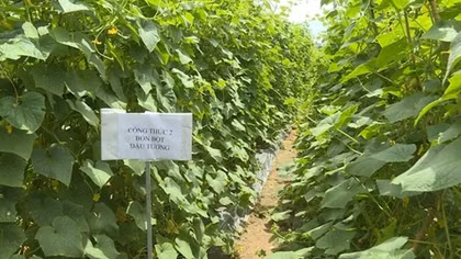 Phân bón giả gây thiệt hại từ trên 2 tỷ USD mỗi năm