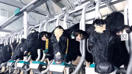Vinamilk giới thiệu sữa tươi A2 đầu tiên tại Việt Nam