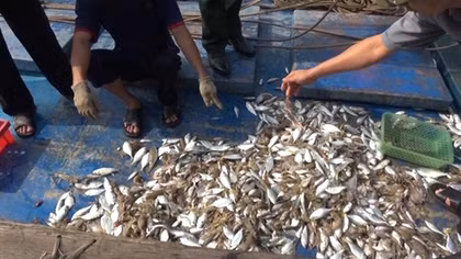 Cá biển chết bất thường ở Quảng Trị
