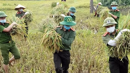 Chiến sĩ Công an giúp dân gặt lúa trong mùa dịch COVID-19