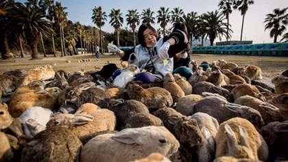 Okunoshima: Đảo thỏ xinh đẹp của nước Nhật