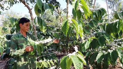 Người dân hiến hàng nghìn mét vuông đất để xây cầu