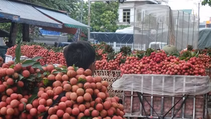 Vải, nhãn miền Bắc được mùa, cả nước lo tiêu thụ