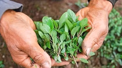 Đâu rồi húng Láng?