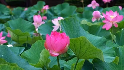 Lỡ hẹn một mùa sen