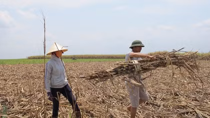 Nhà máy chậm thu mua mía, nông dân “ngồi trên đống lửa”