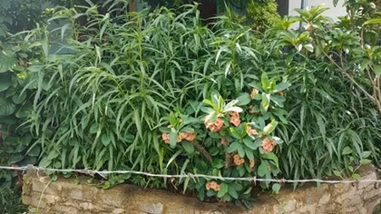 Mua hạt giống cần sa về trồng ở vườn nhà