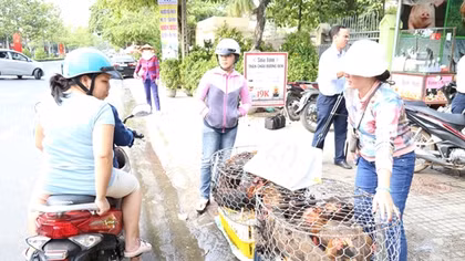 Mượn danh Hiệp hội Chăn nuôi để “giải cứu gà”?