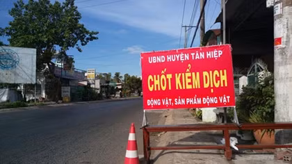 Kiên Giang công bố dịch tả lợn châu Phi
