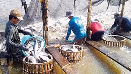 Đề nghị Bộ Công an vào cuộc vụ sản phẩm nuôi trồng thủy sản được hợp quy khống
