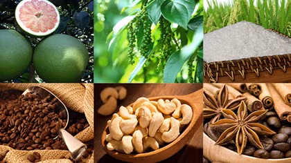 Nông sản Việt muốn bứt phá phải cải thiện khâu yếu nhất