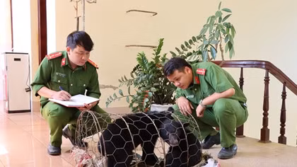 Biểu dương tập thể, cá nhân đã phát hiện 2 cá thể gấu ngựa đang được mua bán trái phép