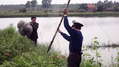 Quảng Ninh chỉ đạo khẩn bảo vệ đàn chim di cư
