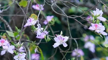 Hà Nội lần đầu tiên tổ chức lễ hội hoa ban