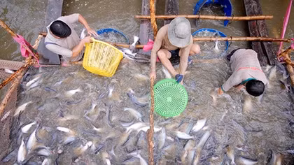 Trung Quốc thành nhà nhập khẩu cá tra lớn nhất: Mừng và lo