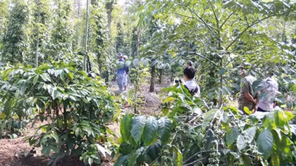 Phát hiện bộ xương người trong rẫy cà phê