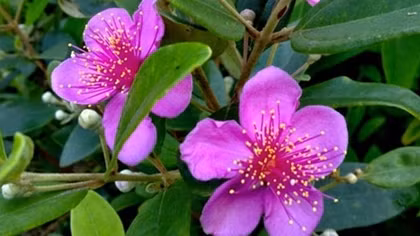 Thương về màu tím hoa sim