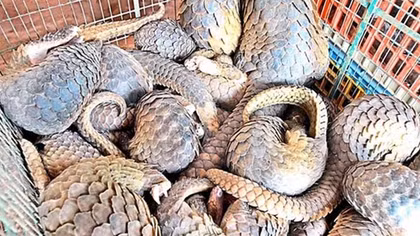 Đại dịch COVID-19: Phát súng cảnh báo từ thiên nhiên