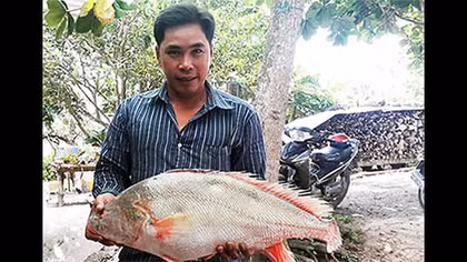 Cá sủ vàng 5,5 kg mắc lưới ngư dân trên sông Hậu
