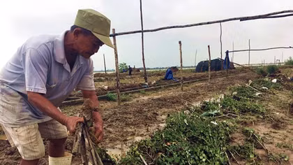Nhiều làng hoa Tết ở Cố đô Huế nguy cơ mất trắng sau lũ