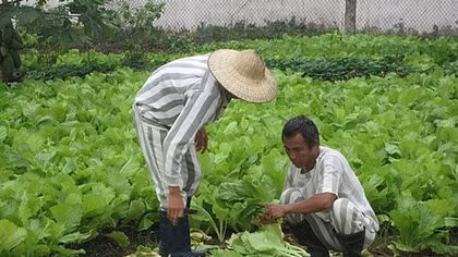 Chốn yên bình của người đàn ông từng 20 trốn trong rừng