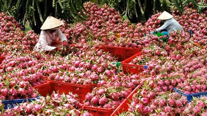 Ký kết nhiều thỏa thuận tiêu thụ thanh long cho Bình Thuận