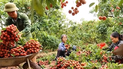 Nỗ lực đưa quả vải sang Nhật Bản