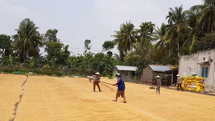 Nông dân miền Tây gặp khó trong vụ đông xuân