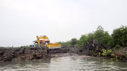 Nguy cơ xóa sổ rừng ngập mặn