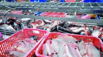 Rủ nhau trộm cá phi lê, nhóm công nhân lãnh án trên 53 năm tù